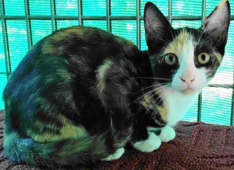 Enlarge TG-Ellia, a Adopted Torbie in Frankston, TX image 2/3