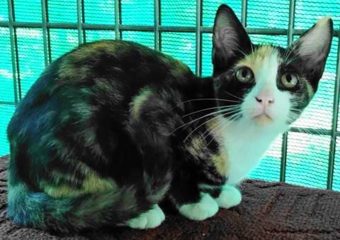 Enlarge TG-Ellia, a Adopted Torbie in Frankston, TX image 3/3