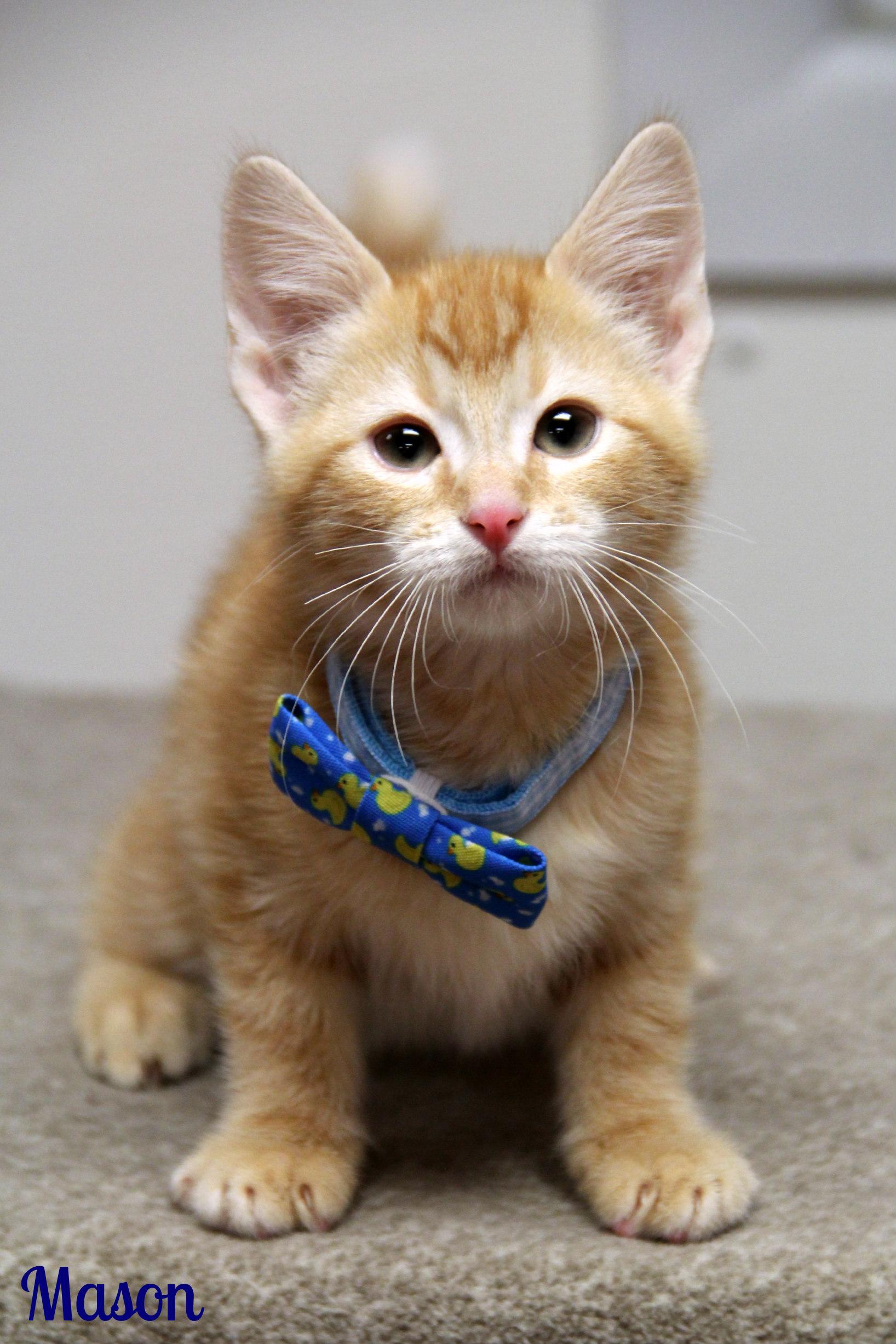 Mason, ADOPTABLE, Kitten Male Domestic Short Hair.