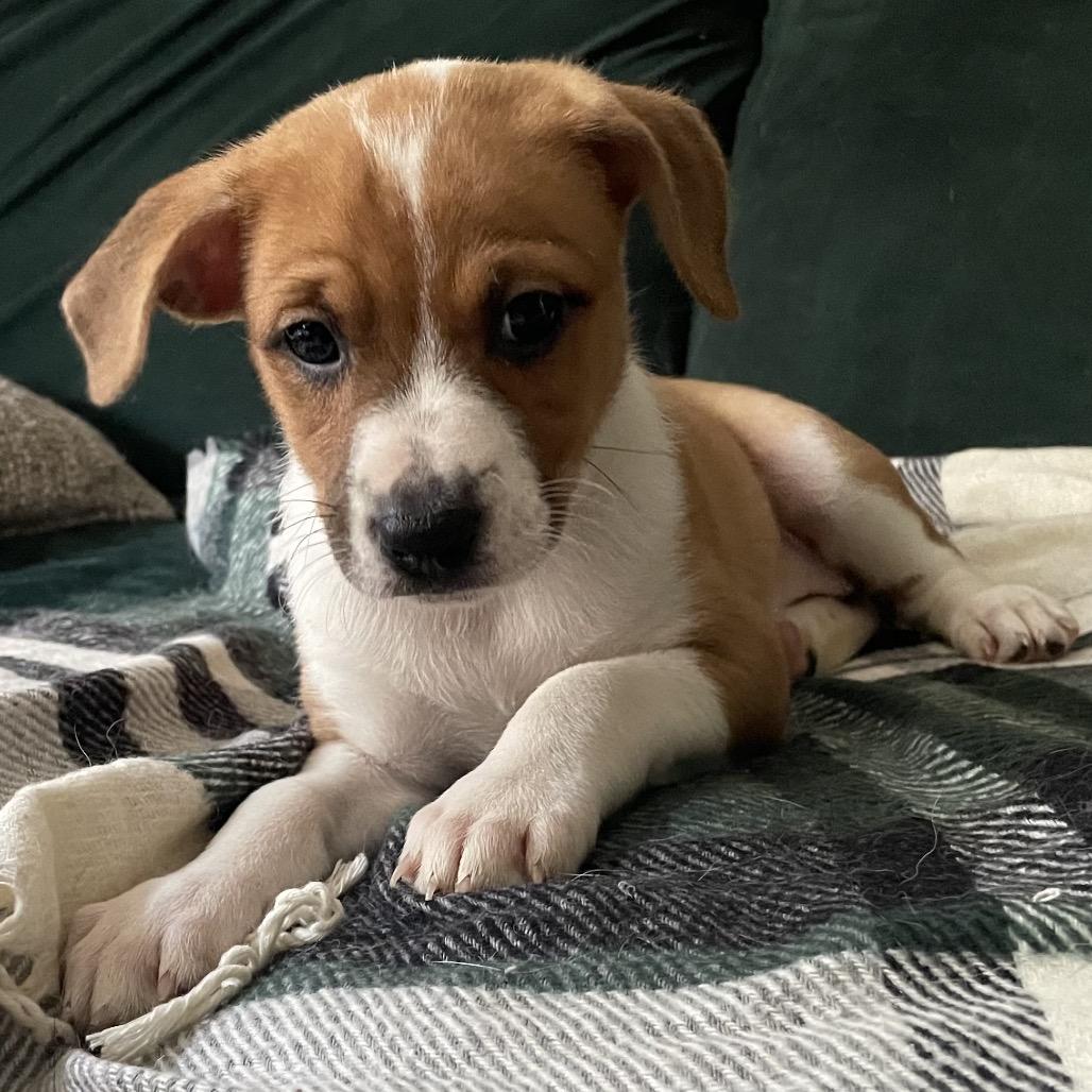 Polka Dot-ito, Adoptable, Puppy Female Mixed Breed & Mixed Breed.