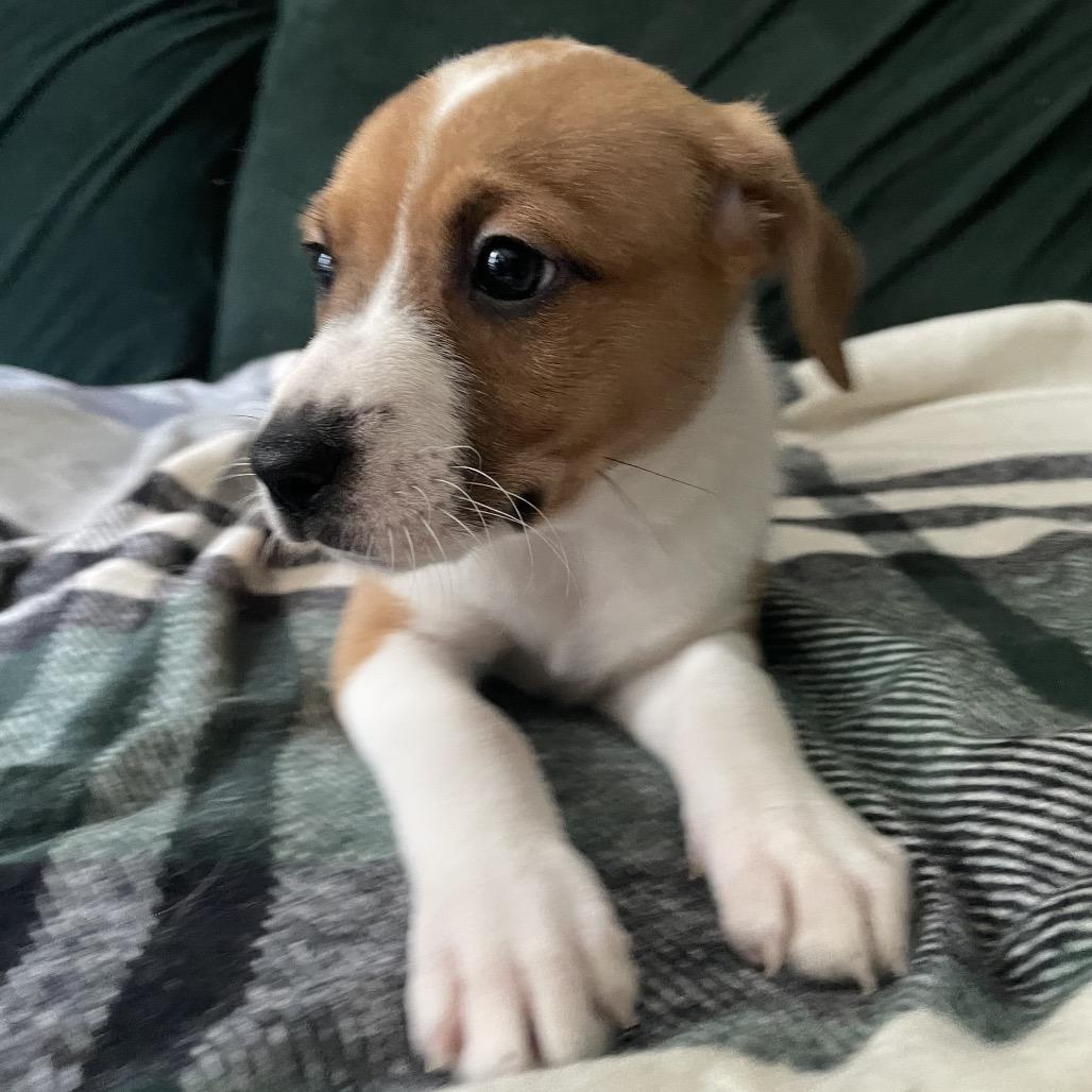 Enlarge Polka Dot-ito, a Adoptable mixed breed in Fredericksburg, VA image 2/4