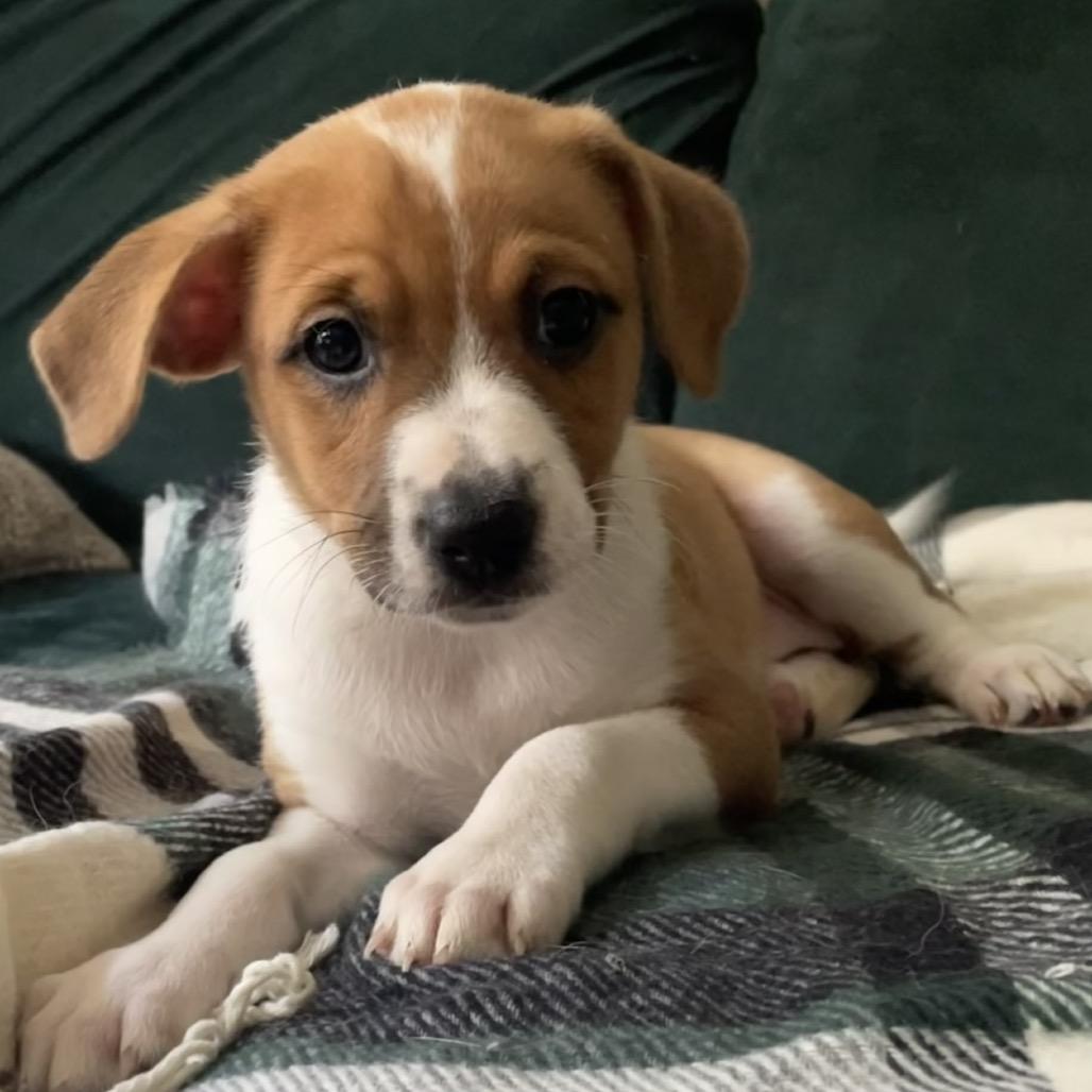 Enlarge Polka Dot-ito, a Adoptable mixed breed in Fredericksburg, VA image 4/4