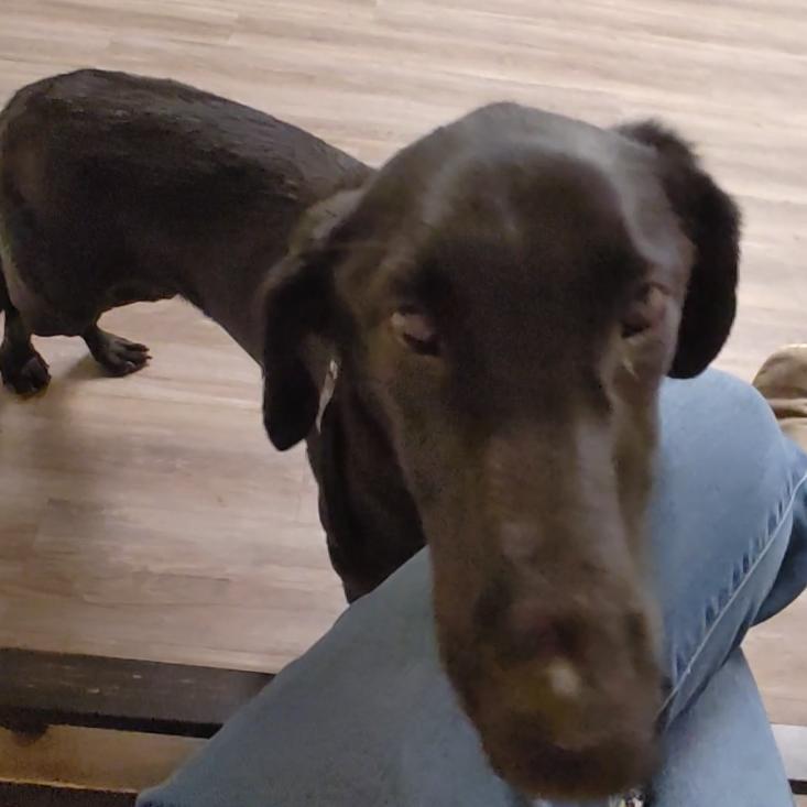 Kriss Kross, Adult Male Labrador Retriever