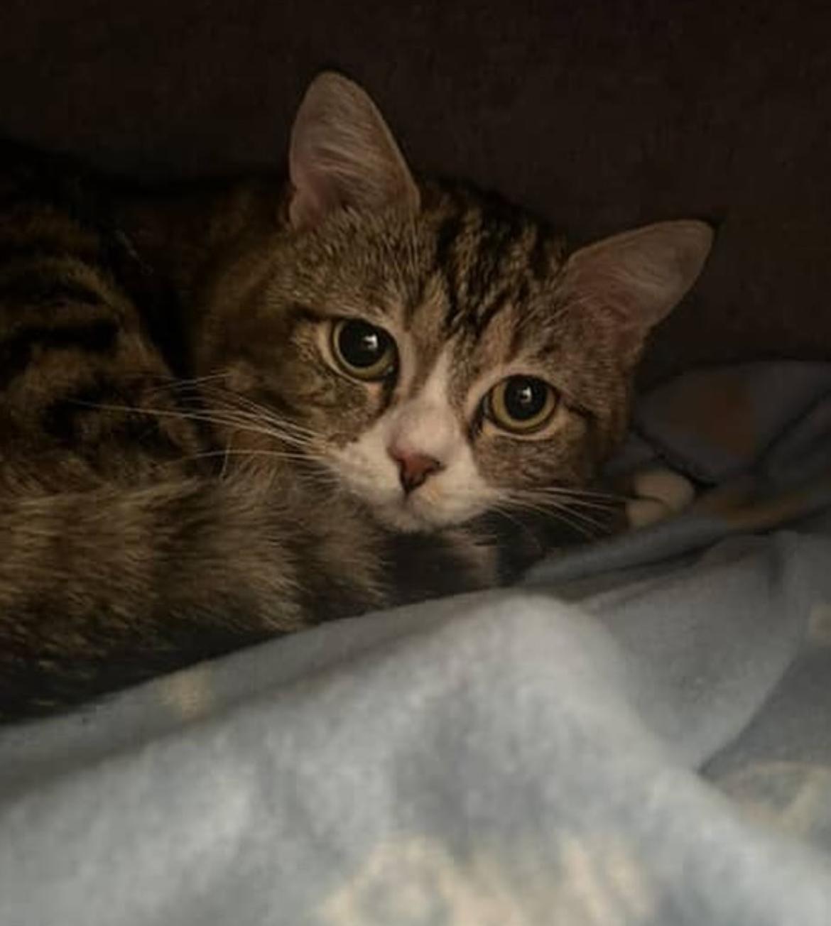 Enlarge Sugar Bear, an adopted mixed breed in Brantford, ON image 3/5