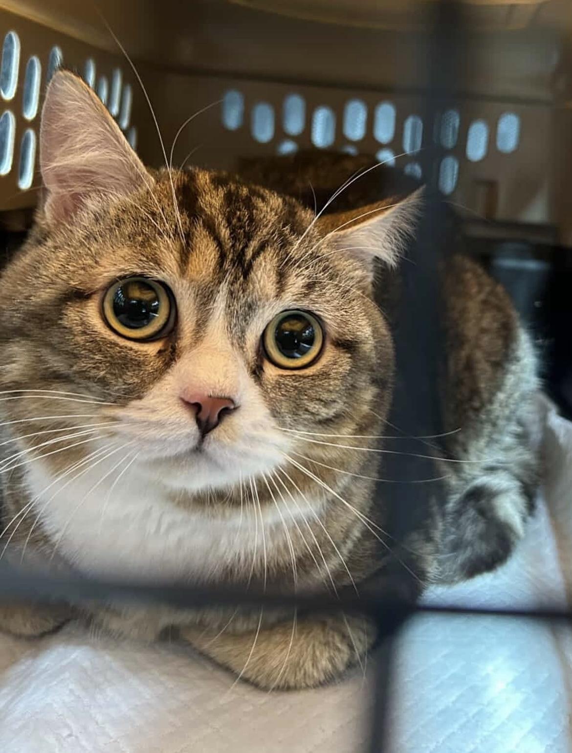 Sugar Bear, adopted, Adult Male Domestic Short Hair.