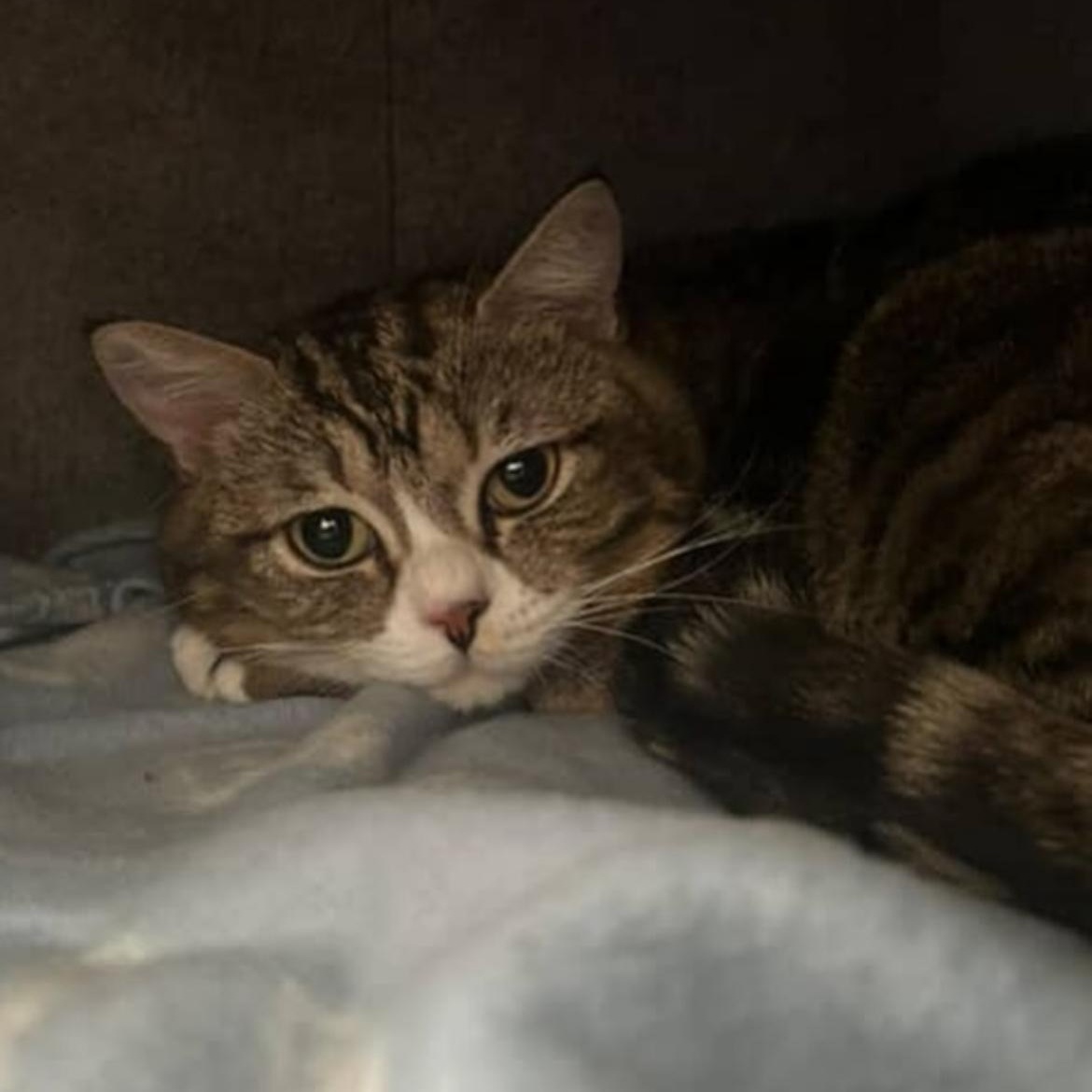 Enlarge Sugar Bear, an adopted mixed breed in Brantford, ON image 4/5