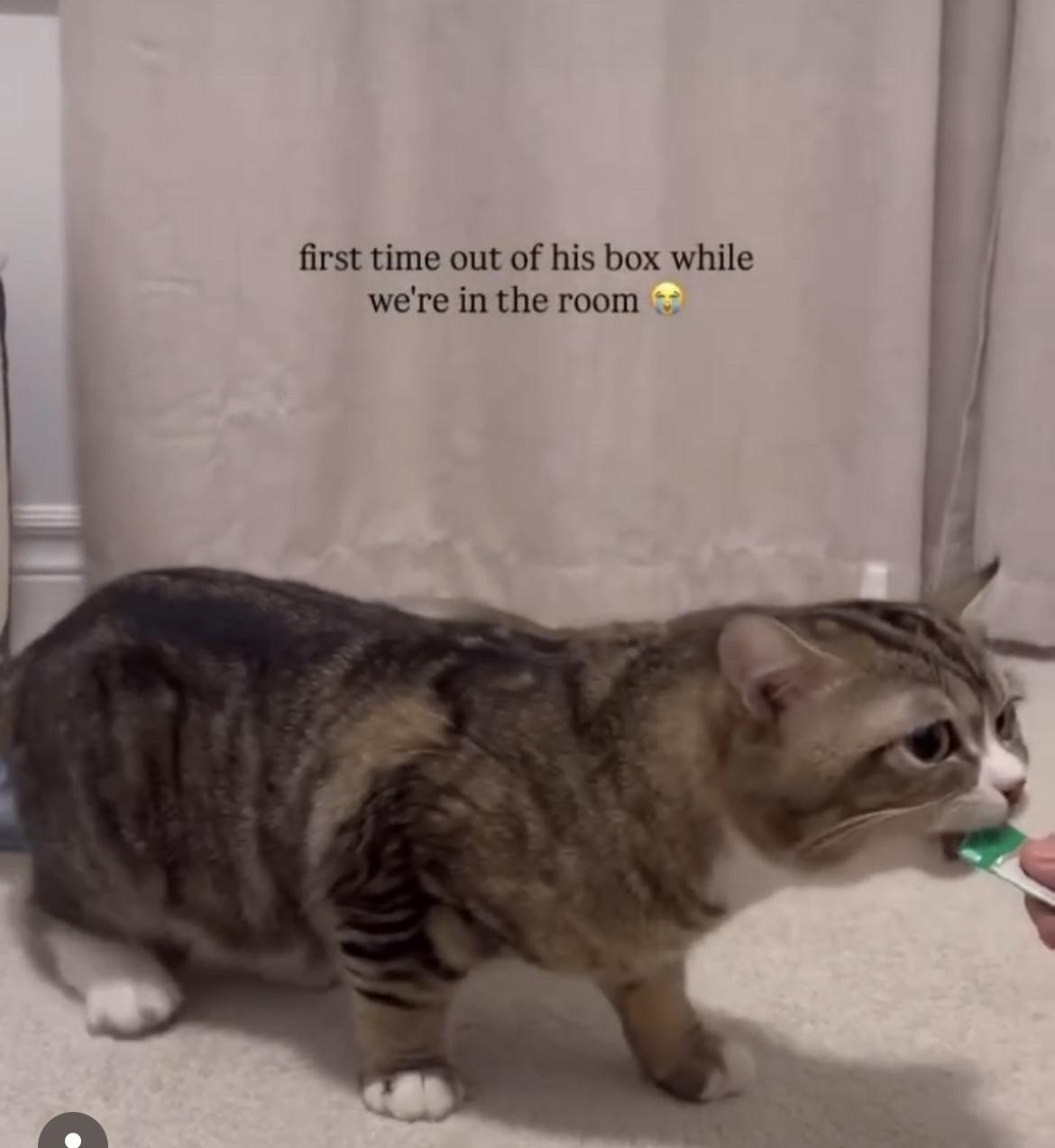 Enlarge Sugar Bear, an adopted mixed breed in Brantford, ON image 5/5