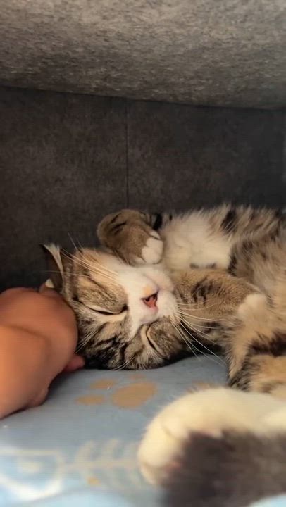 Enlarge Sugar Bear, an adopted mixed breed in Brantford, ON video 2/5