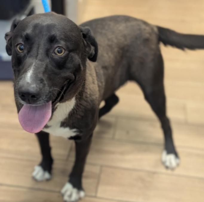 Enlarge Tracey, a Adopted Labrador Retriever in Richardson, TX image 1/1