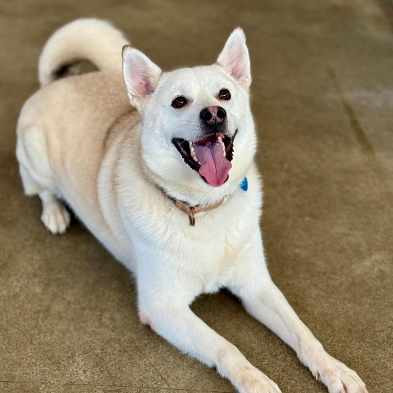 Enlarge Austin, a Adoptable mixed breed in Fort Lauderdale, FL image 1/5