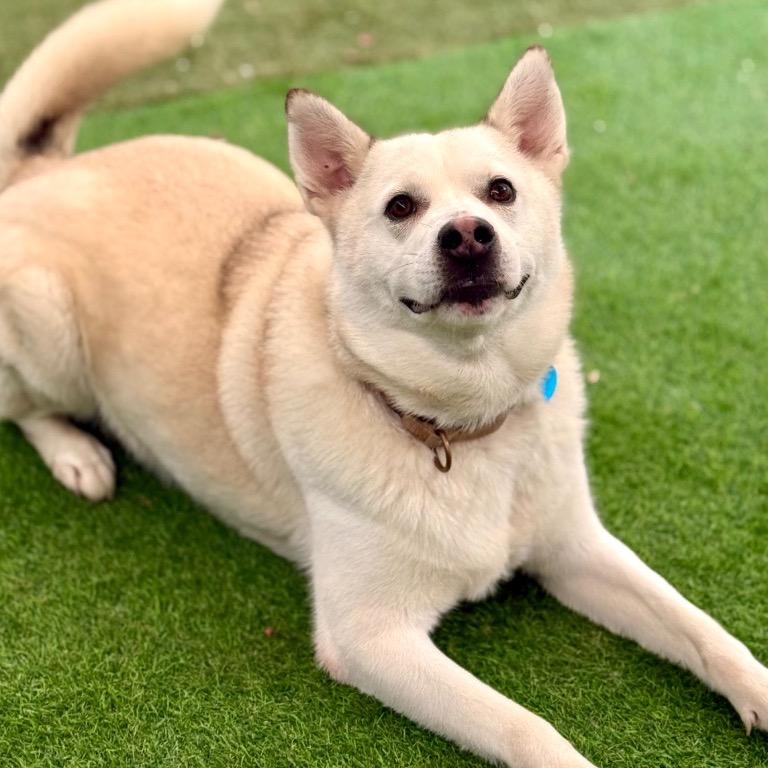 Enlarge Austin, a Adoptable mixed breed in Fort Lauderdale, FL image 2/5