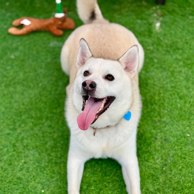 Enlarge Austin, a Adoptable mixed breed in Fort Lauderdale, FL image 3/5