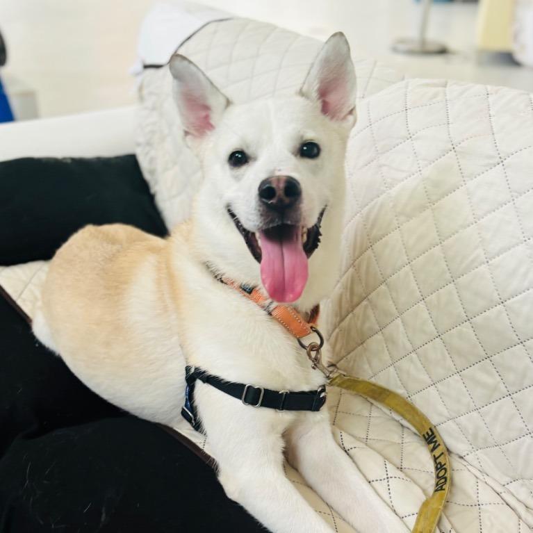 Enlarge Austin, a Adoptable mixed breed in Fort Lauderdale, FL image 4/5