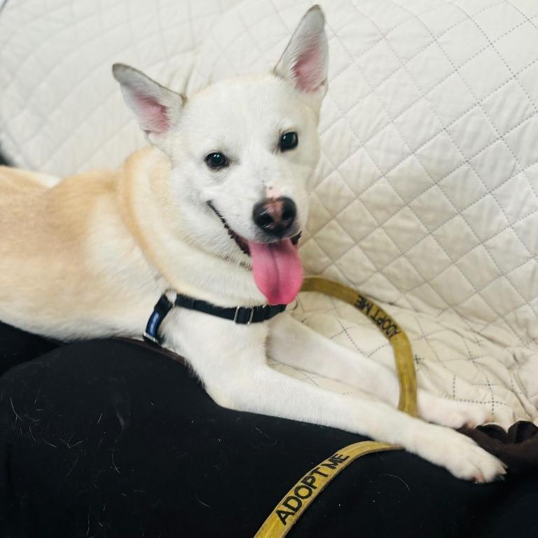 Enlarge Austin, a Adoptable mixed breed in Fort Lauderdale, FL image 5/5