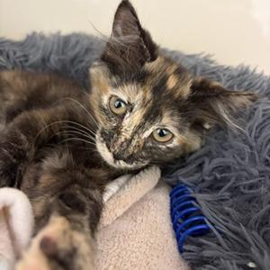 Coraline, Adoptable, Kitten Female Domestic Short Hair.