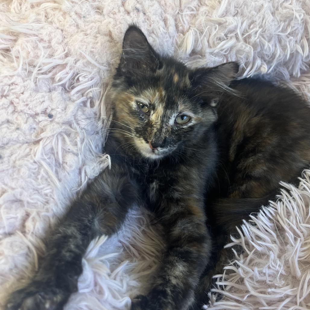 Enlarge Coraline, a Adoptable Domestic Short Hair in Greensboro, GA image 2/2