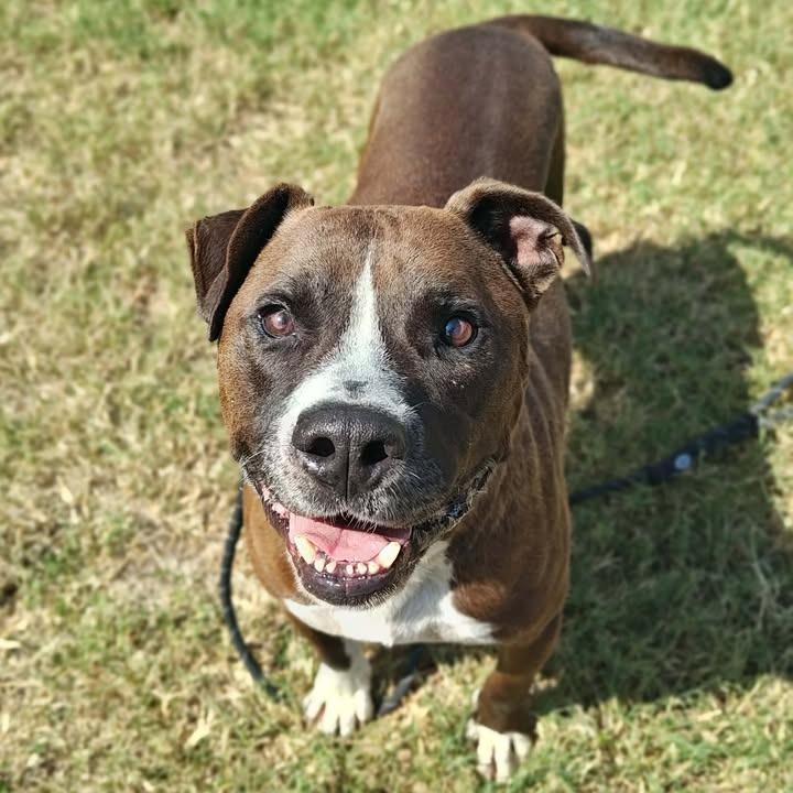 TiTi, Adoptable, Adult Male Pit Bull Terrier & Boxer.