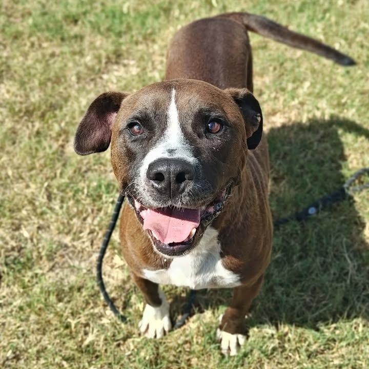 TiTi, a Adoptable mixed breed in Springdale, AR image 2/6