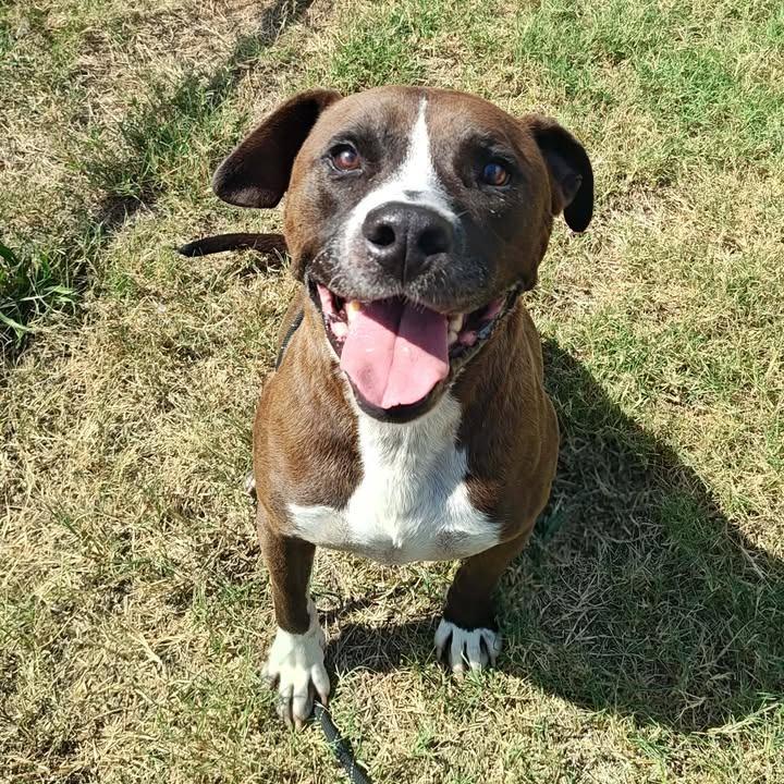 TiTi, a Adoptable mixed breed in Springdale, AR image 3/6