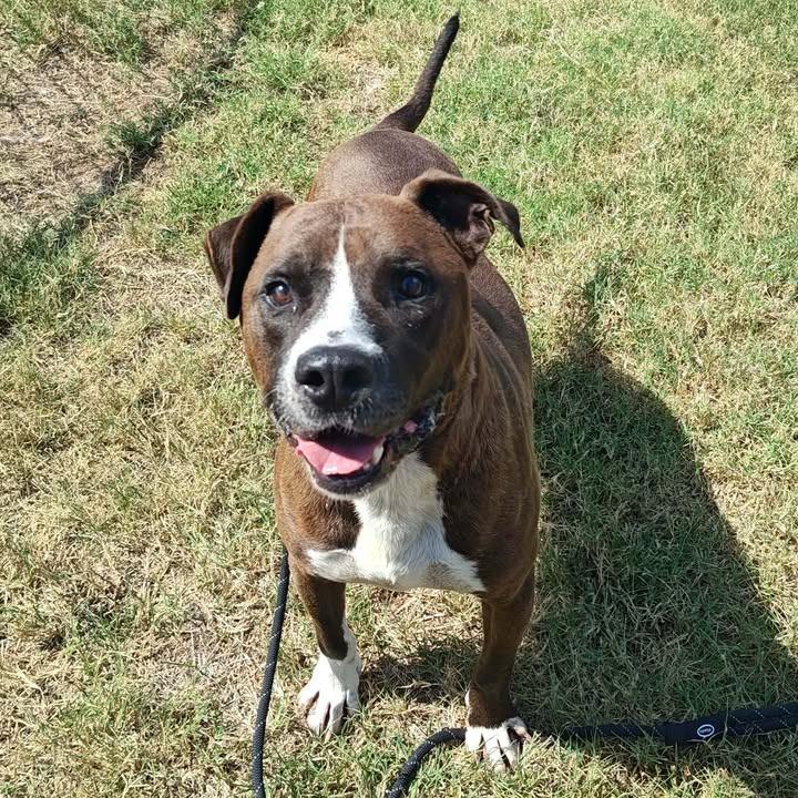 TiTi, a Adoptable mixed breed in Springdale, AR image 4/6