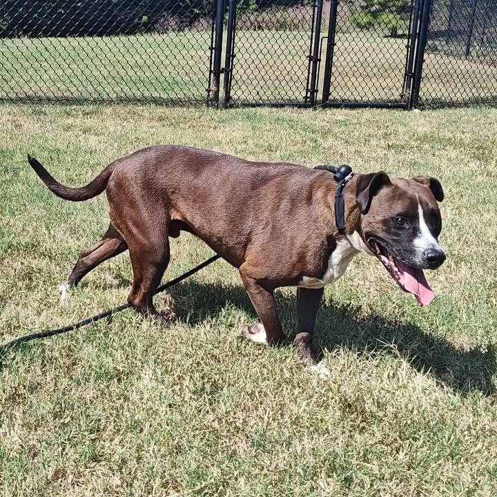 TiTi, a Adoptable mixed breed in Springdale, AR image 5/6