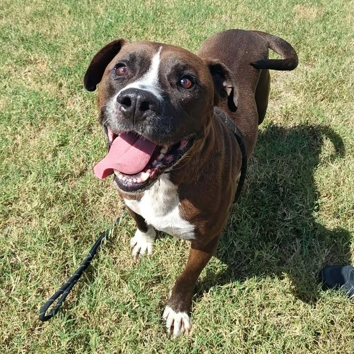 TiTi, a Adoptable mixed breed in Springdale, AR image 6/6