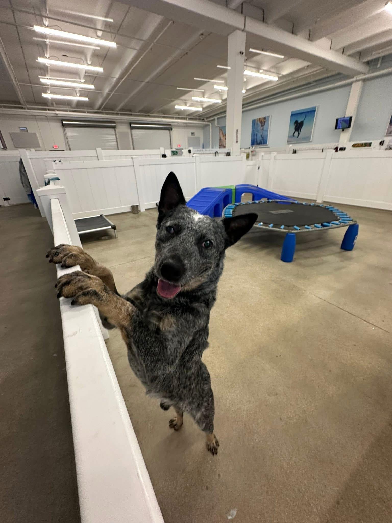 Blue, Adoptable, Young Male Australian Cattle Dog / Blue Heeler.