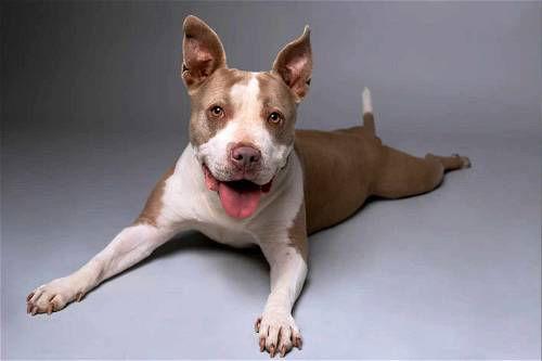 Honey, a Adoptable mixed breed in San Diego, CA image 1/3