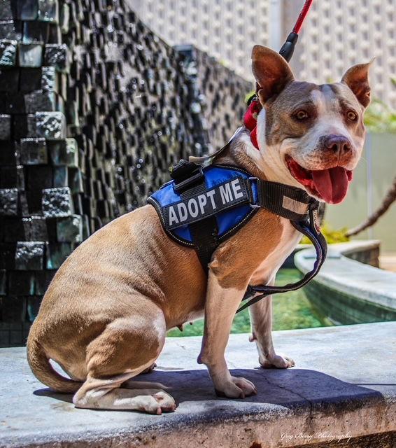 Honey, a Adoptable mixed breed in San Diego, CA image 2/3