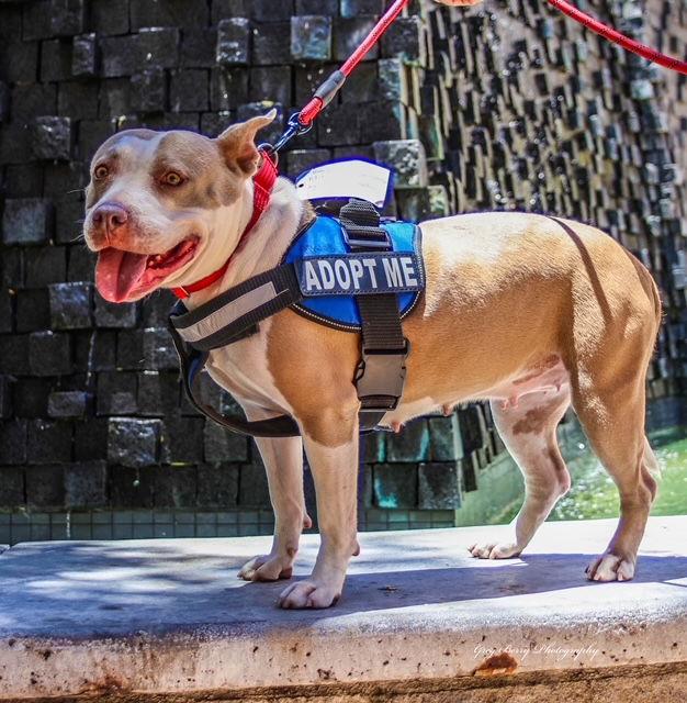 Honey, a Adoptable mixed breed in San Diego, CA image 3/3