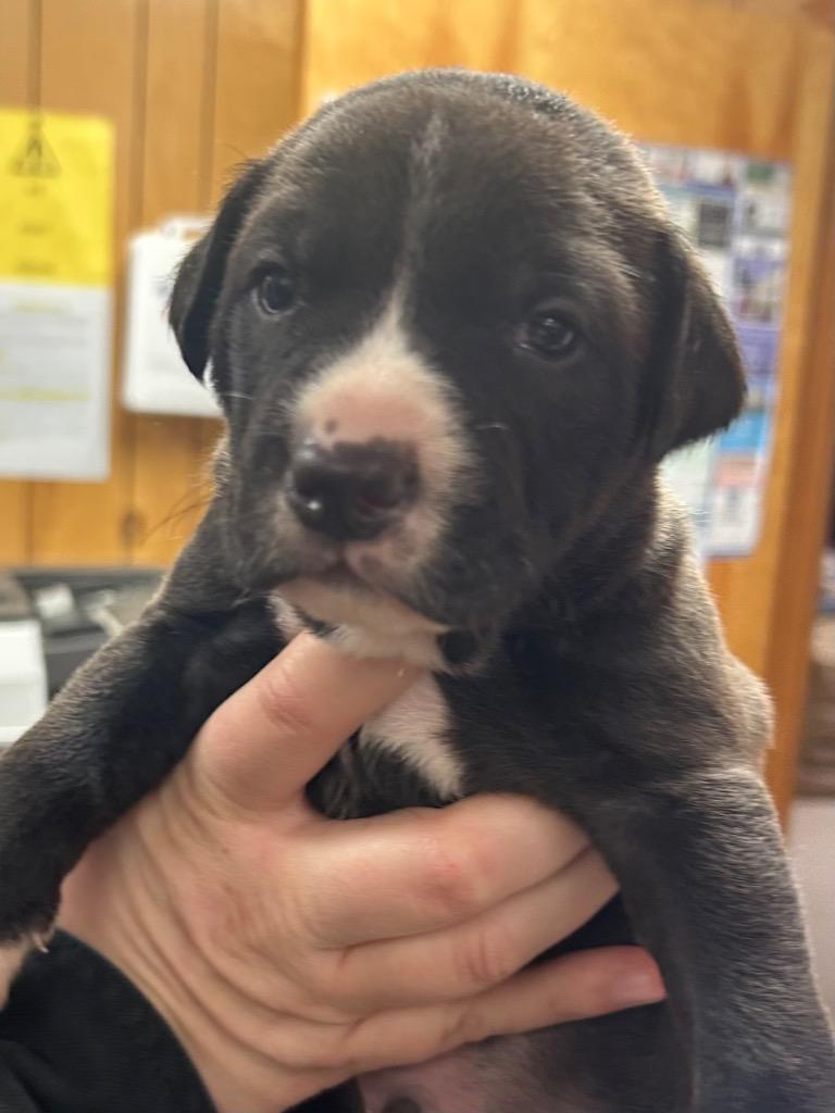 Enlarge Eagle, a Adoptable Hound in Benton, AR image 1/1