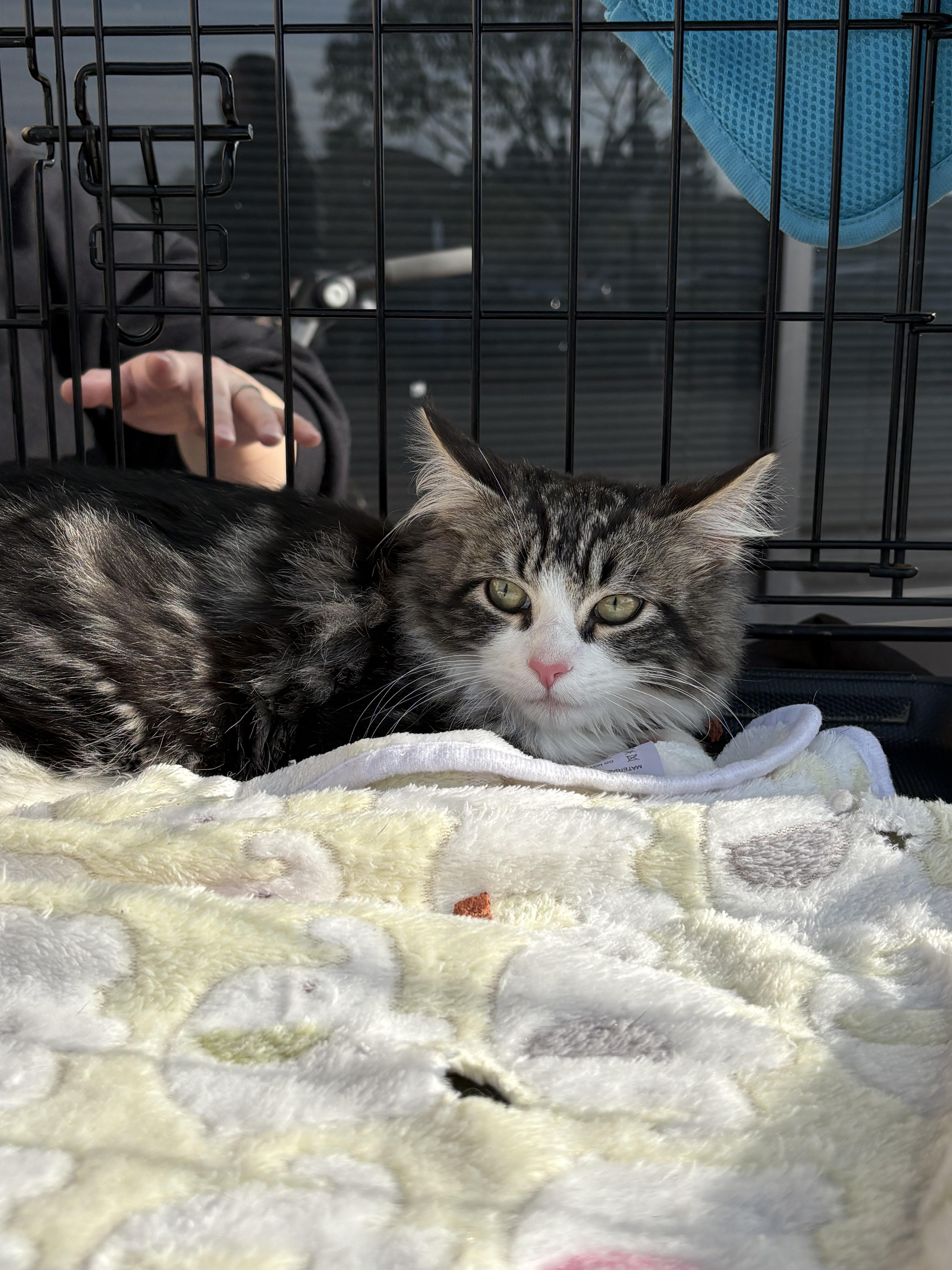 Enlarge Georgie, a Adopted mixed breed in Tracy, CA image 1/6