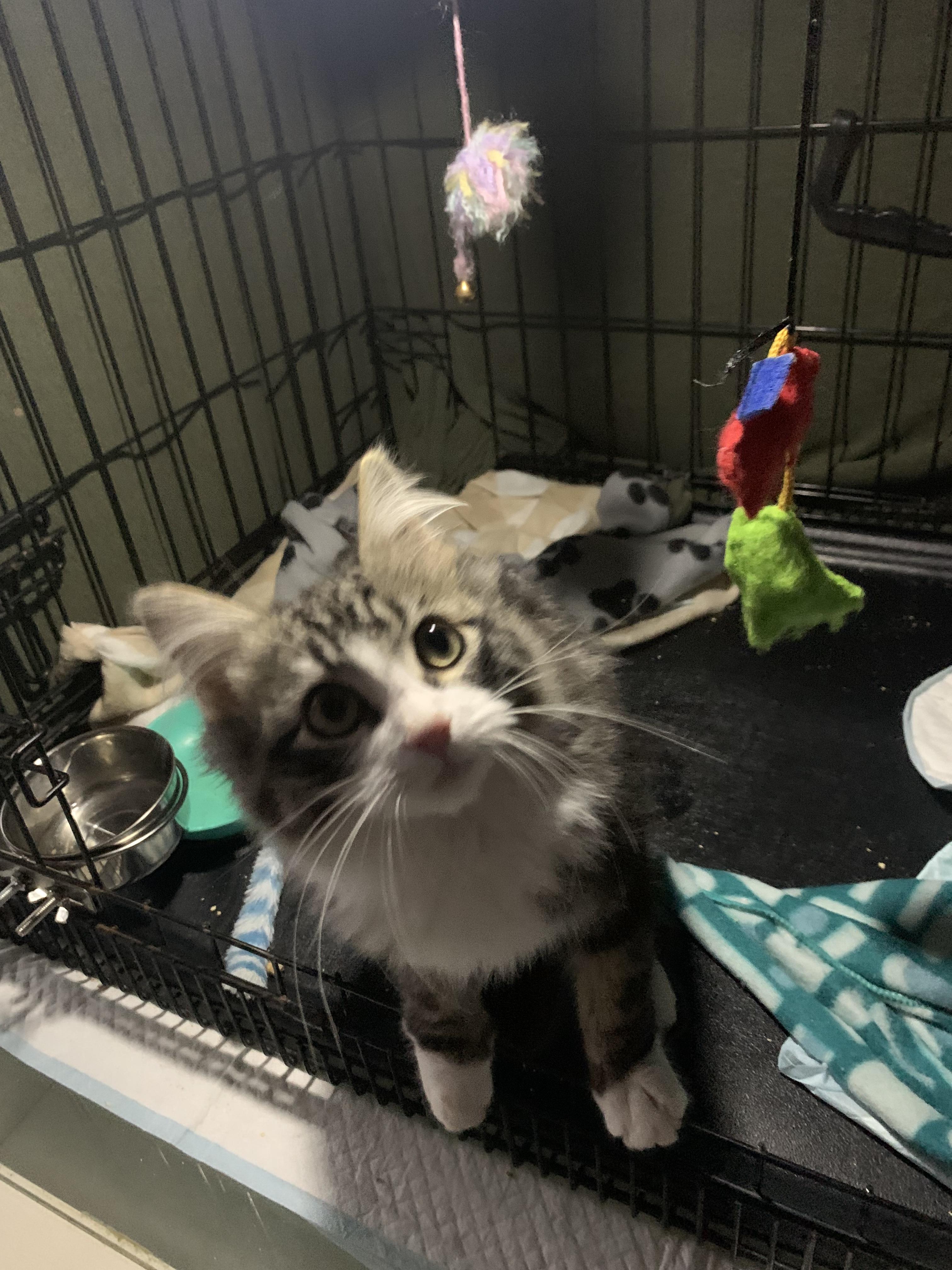 Enlarge Georgie, a Adopted mixed breed in Tracy, CA image 2/6