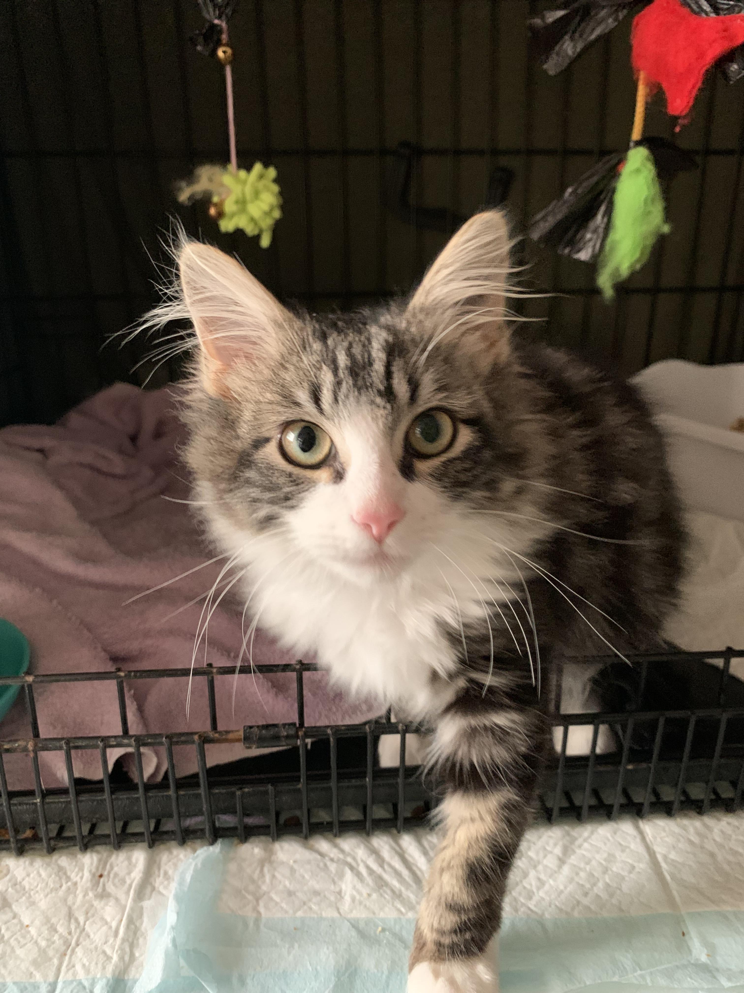 Enlarge Georgie, a Adopted mixed breed in Tracy, CA image 3/6