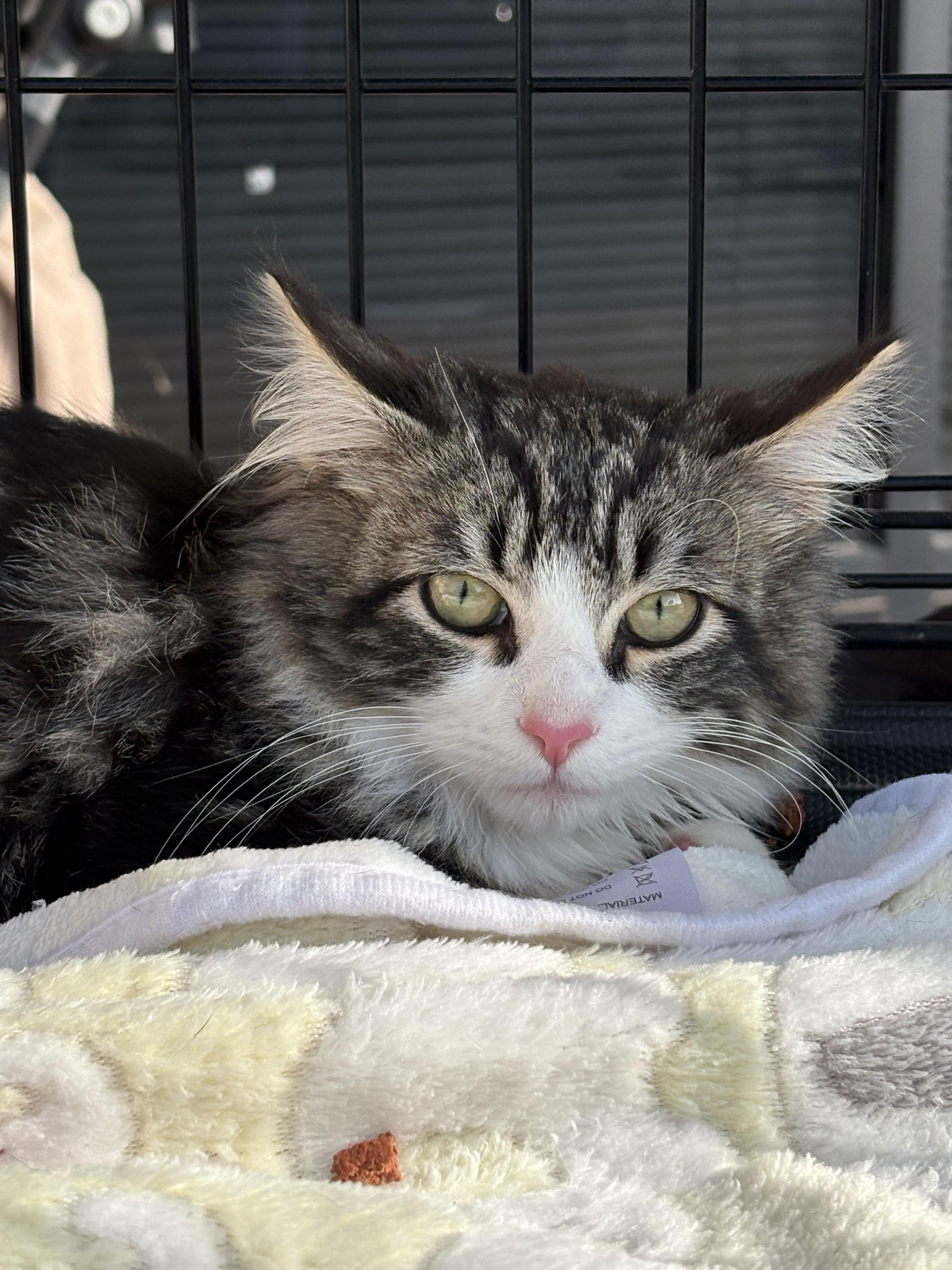 Enlarge Georgie, a Adopted mixed breed in Tracy, CA image 4/6