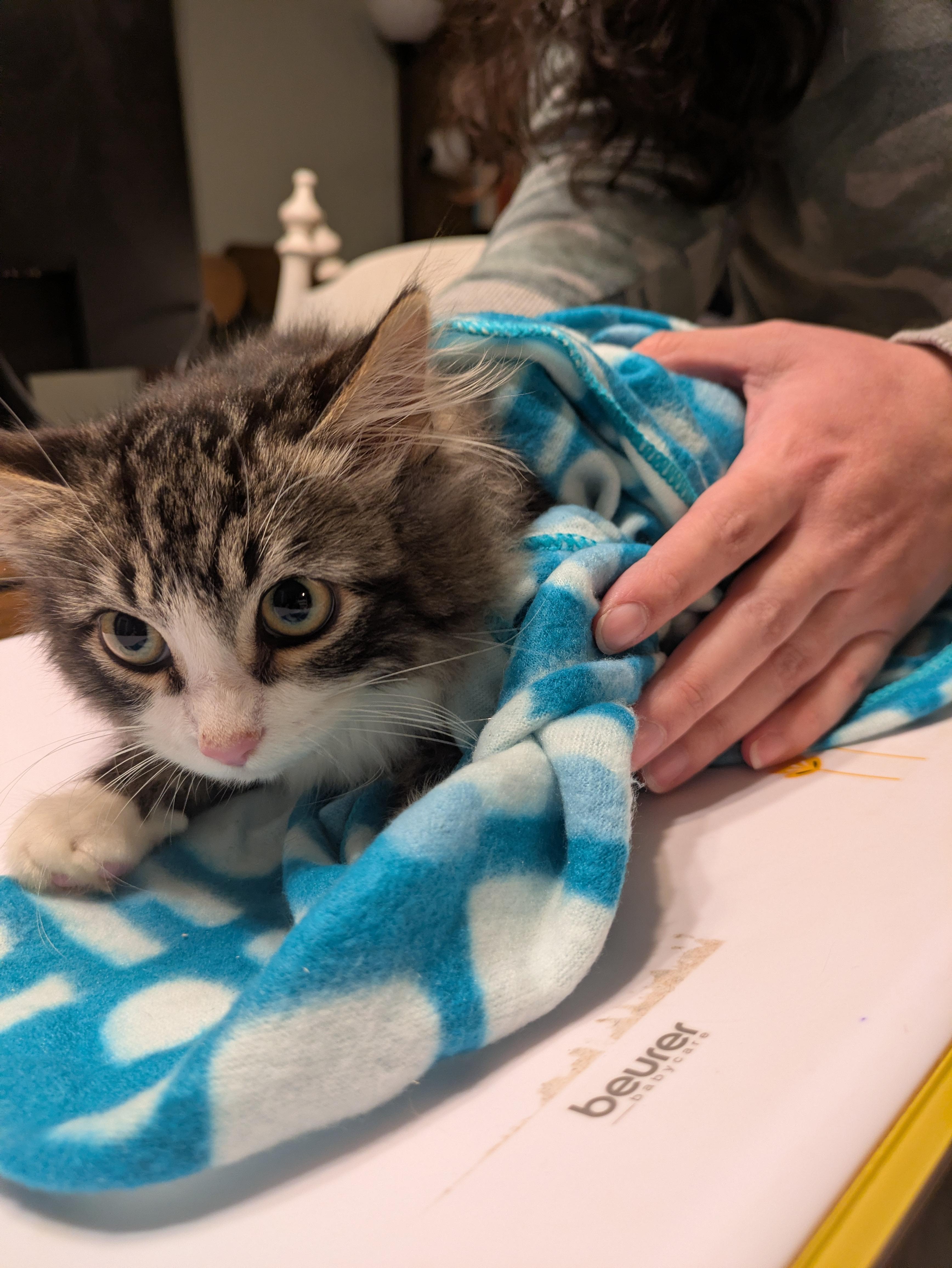 Enlarge Georgie, a Adopted mixed breed in Tracy, CA image 5/6