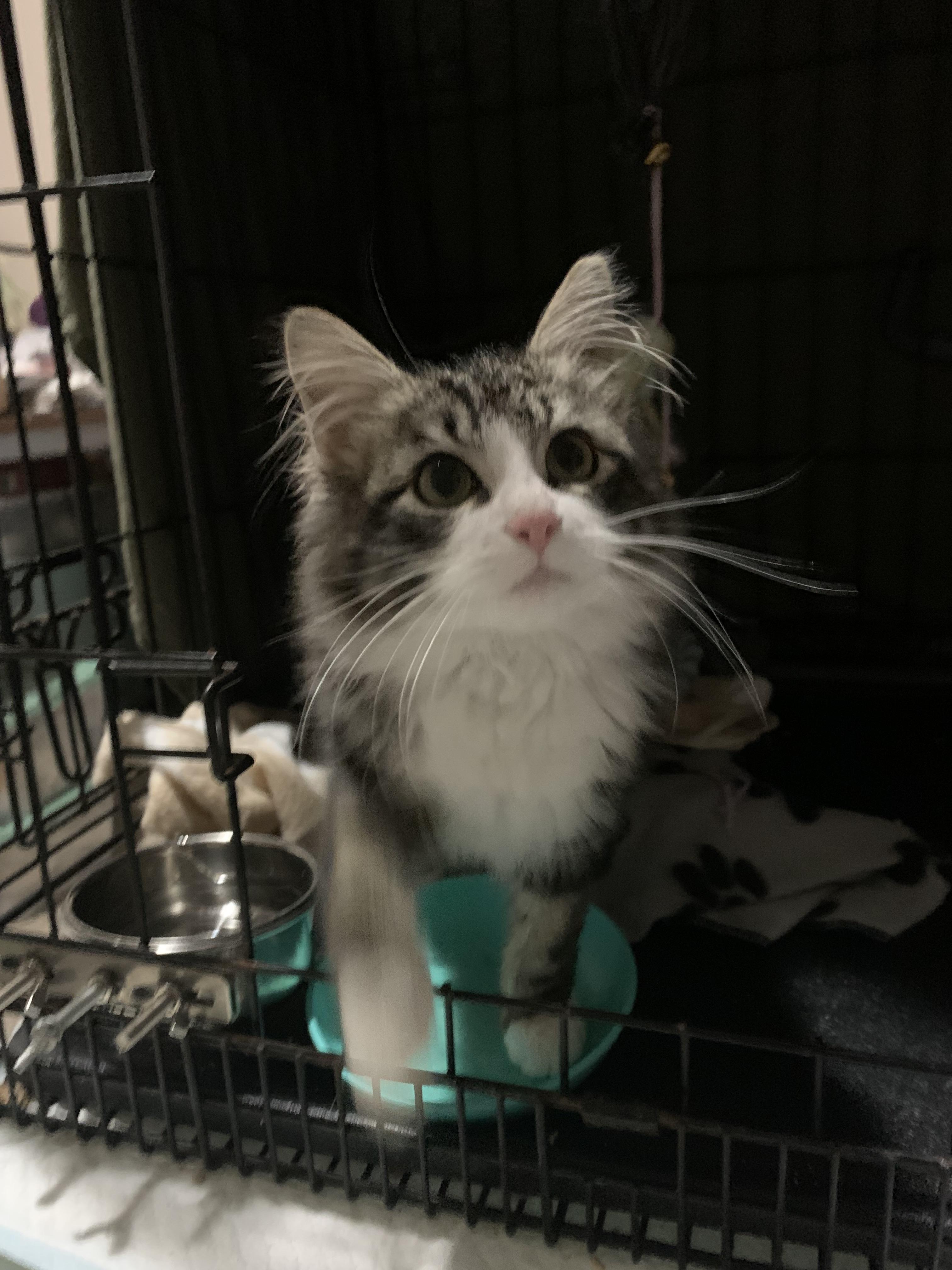 Enlarge Georgie, a Adopted mixed breed in Tracy, CA image 6/6