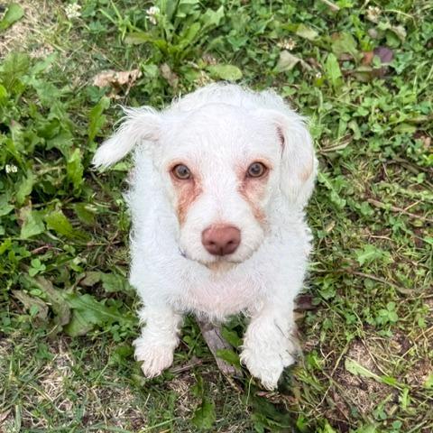 Hallie, Adoptable, Puppy Female Terrier & Mixed Breed.
