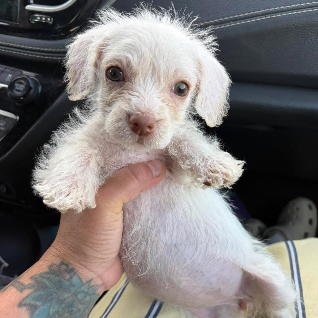 Hallie, a Adoptable mixed breed in Alma, WI image 2/6