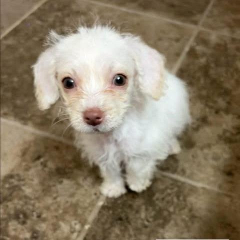 Hallie, a Adoptable mixed breed in Alma, WI image 3/6