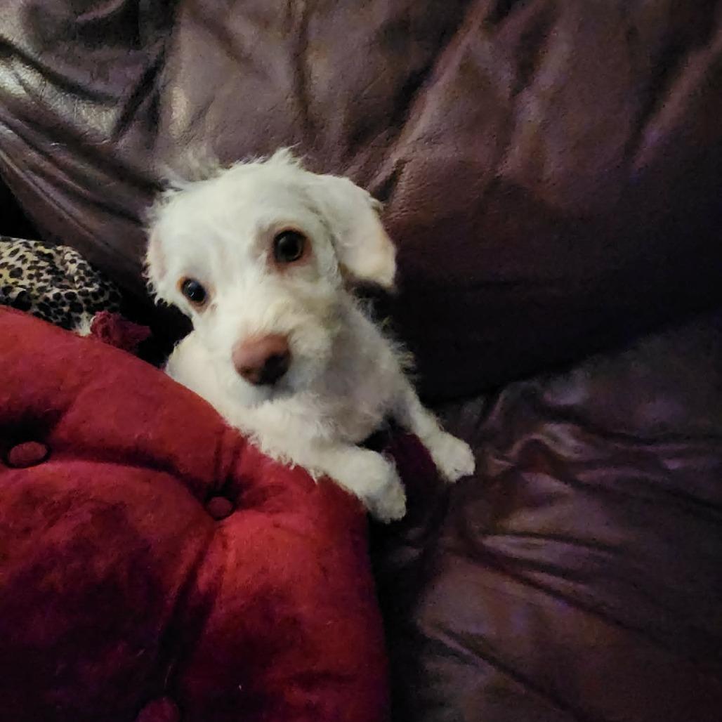Hallie, a Adoptable mixed breed in Alma, WI image 5/6