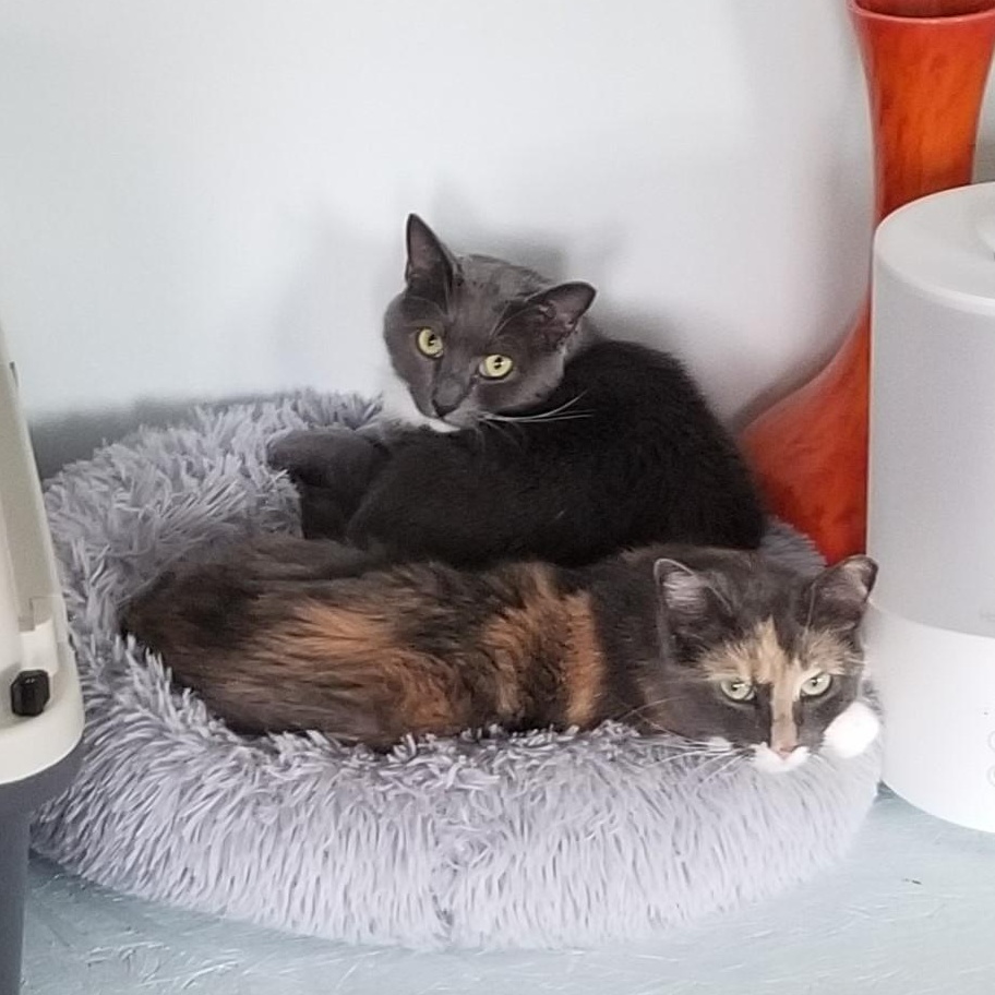 Dahlia, Adoptable, Adult Female Domestic Short Hair & Dilute Tortoiseshell.