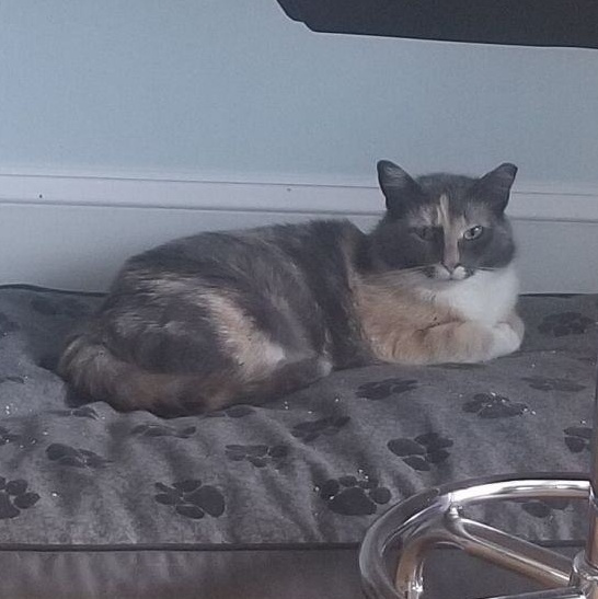 Enlarge Dahlia, a Adoptable mixed breed in Columbia, MD image 4/4