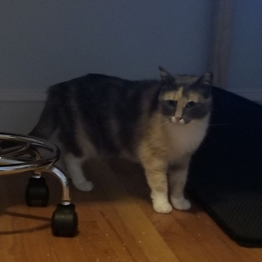 Enlarge Dahlia, a Adoptable mixed breed in Columbia, MD image 2/4