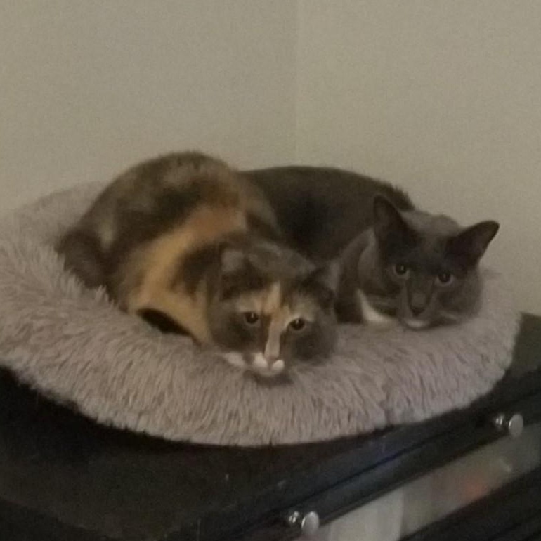 Enlarge Dahlia, a Adoptable mixed breed in Columbia, MD image 3/4