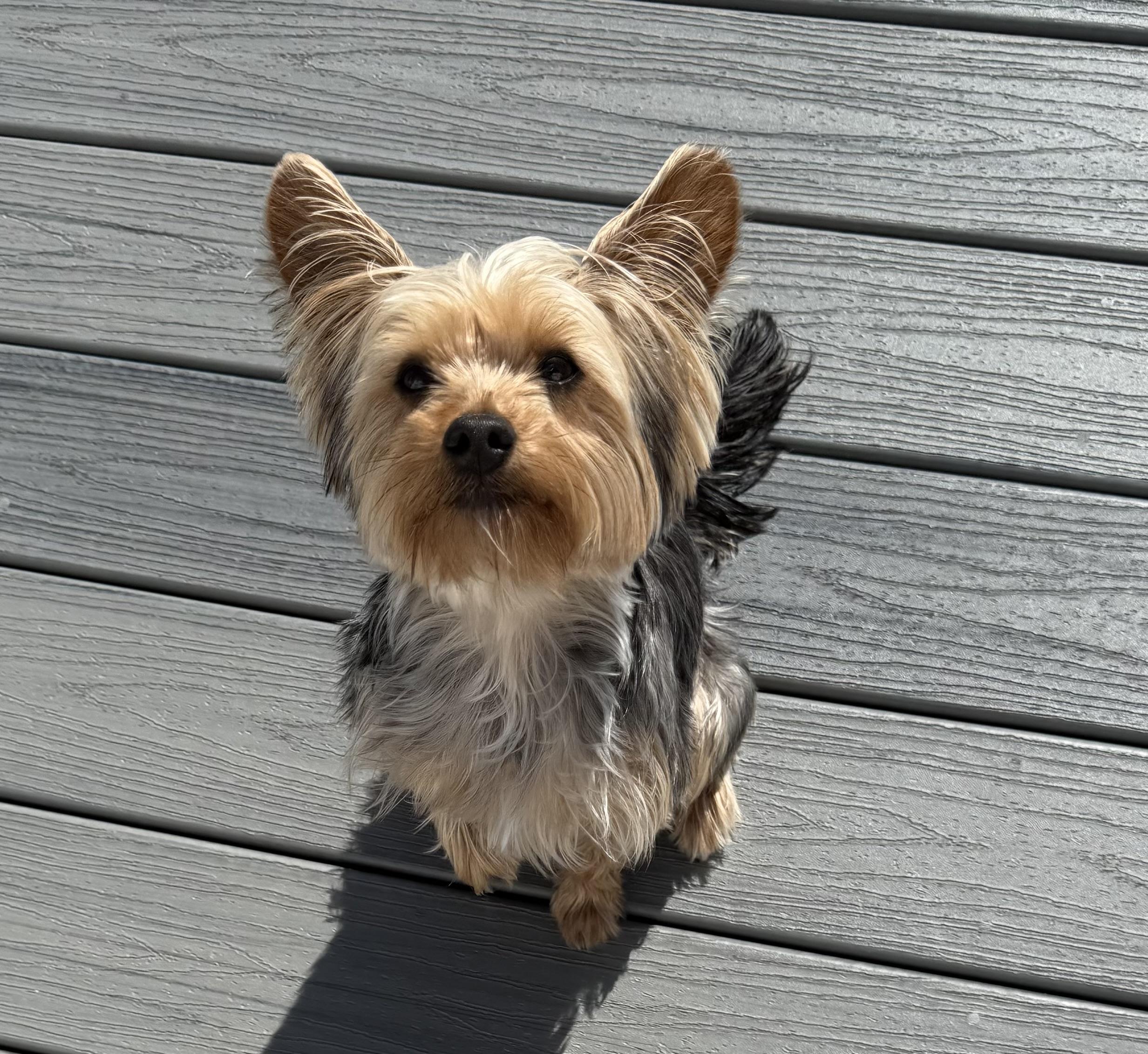 DIESEL: 11 months, 7.5 pounds, fostered in Whiting, NJ; must have another dog for him to play with, Adopted, Puppy Female Yorkshire Terrier.