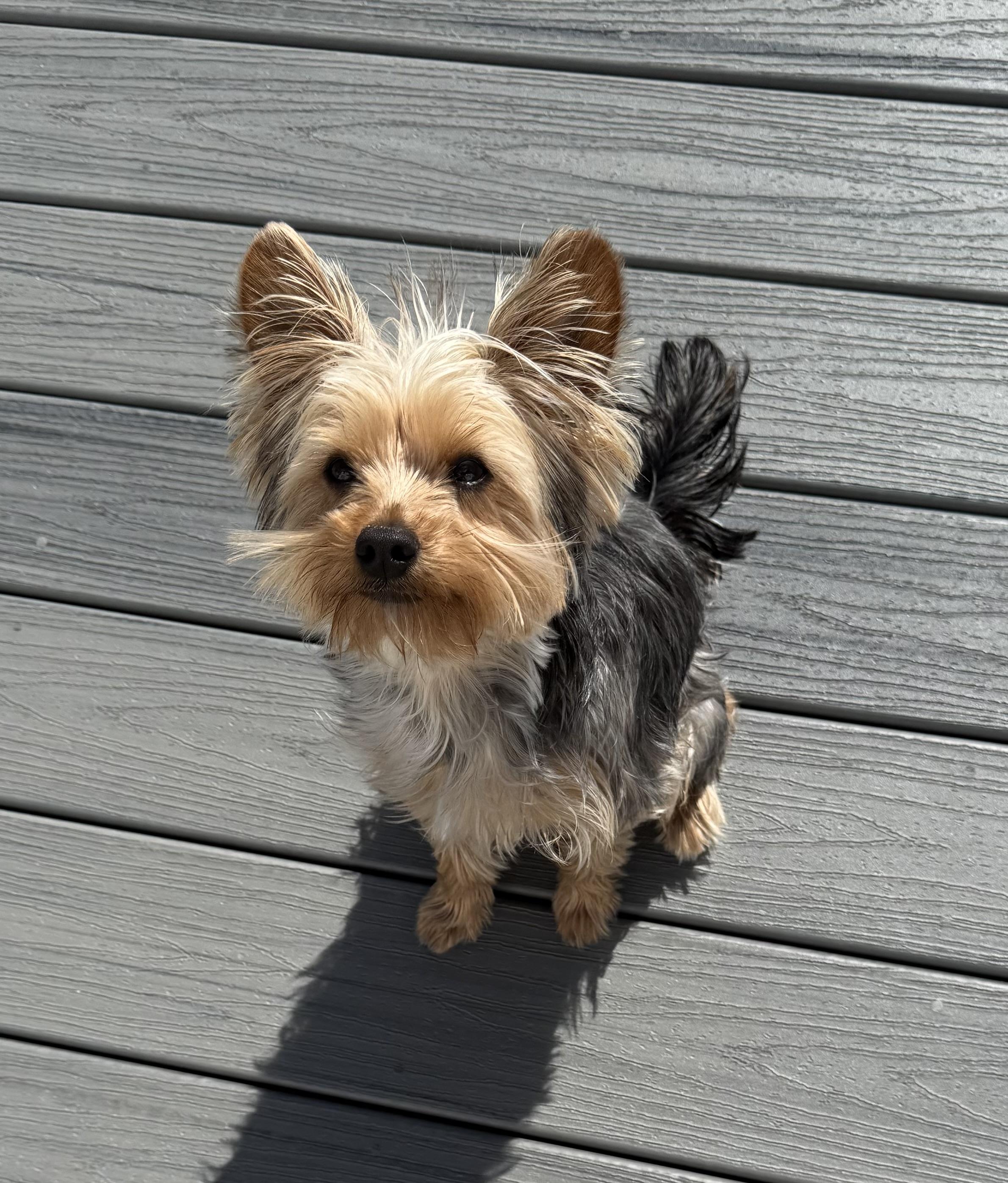 DIESEL: 11 months, 7.5 pounds, fostered in Whiting, NJ; must have another dog for him to play with, a Adopted Yorkshire Terrier in Whiting, NJ image 2/2