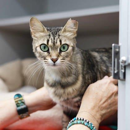 Ms. Tabby, a Adoptable mixed breed in Atlanta, GA image 1/3
