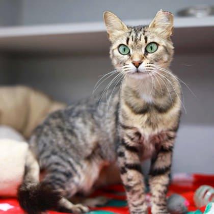 Ms. Tabby, a Adoptable mixed breed in Atlanta, GA image 2/3