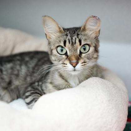 Ms. Tabby, a Adoptable mixed breed in Atlanta, GA image 3/3